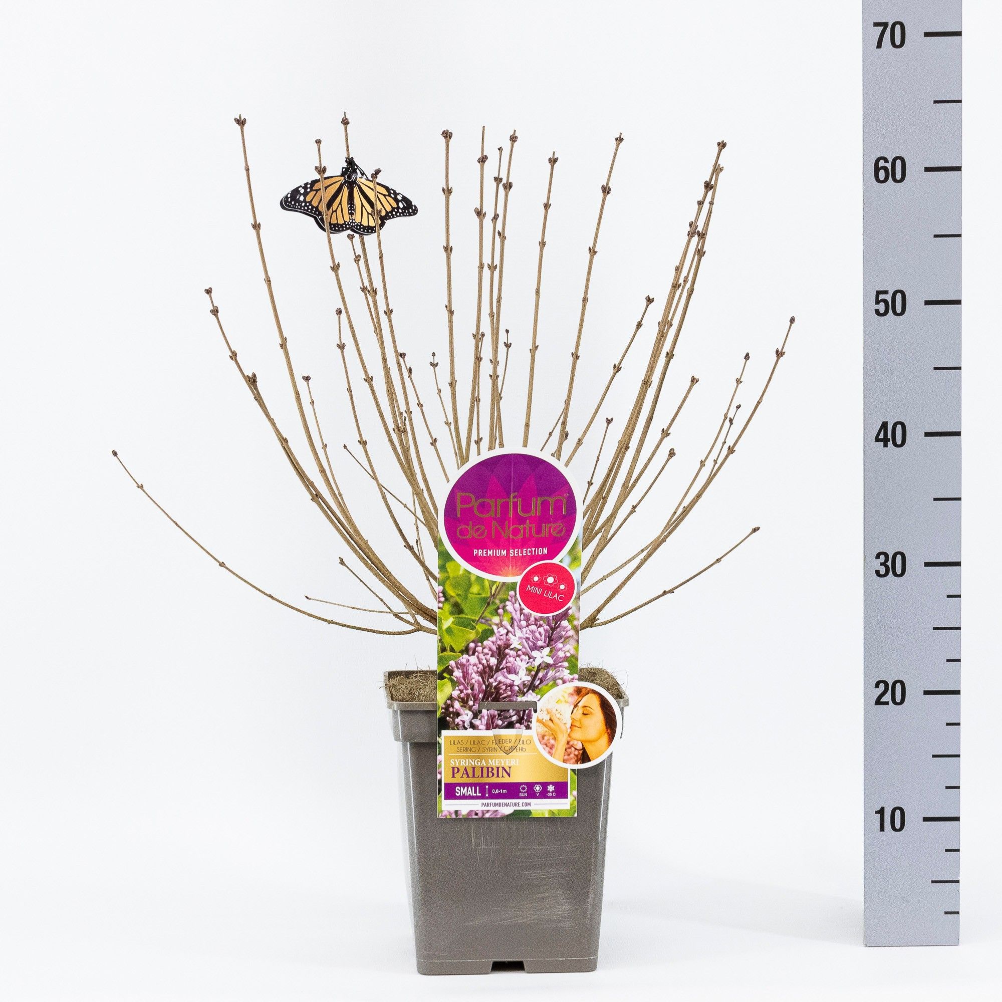 Syringa meyeri Palibin, 'Premium Selection', C5, D 23 cm Syringa meyeri Palibin, 'Premium Selection', C5, D 23 cm