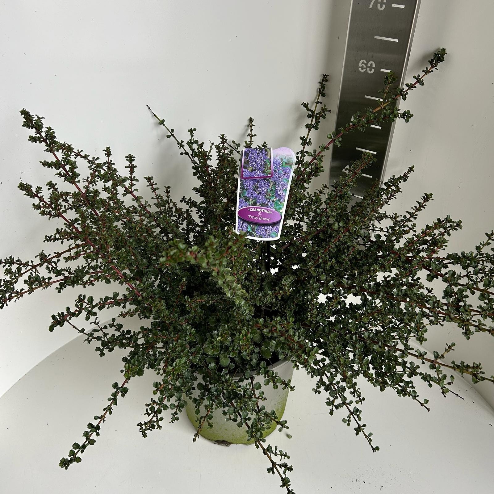 Ceanothus Emily Brown, D 27