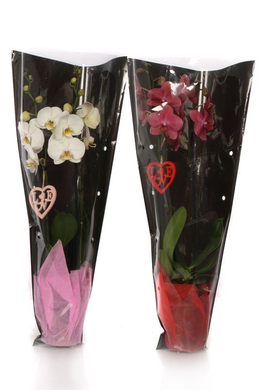 Phal red & white 2T14+ in black sleeve, D 12