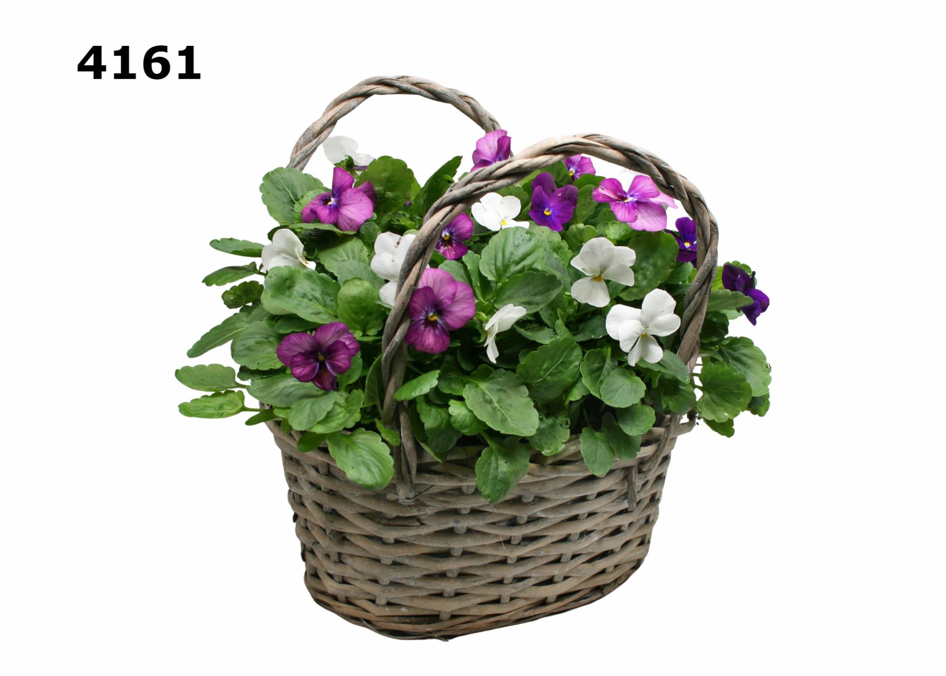 Viool in willowtas, D 23