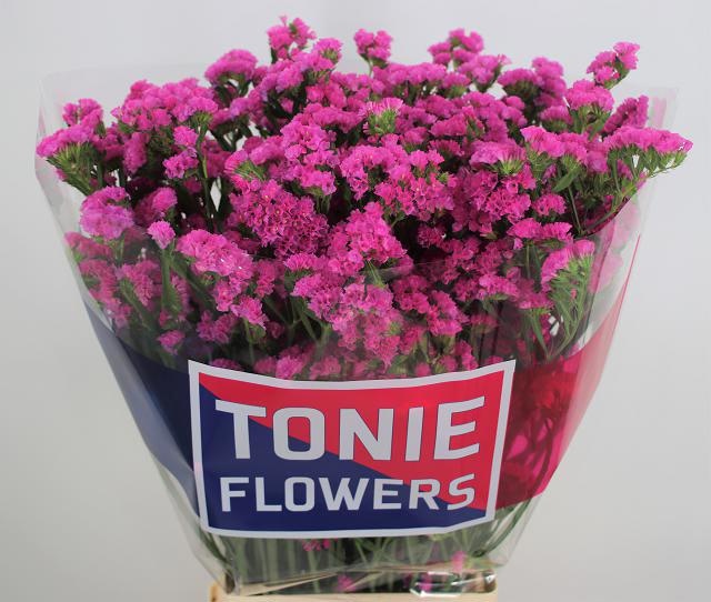 Статица Этернал Пинк 80, шт.