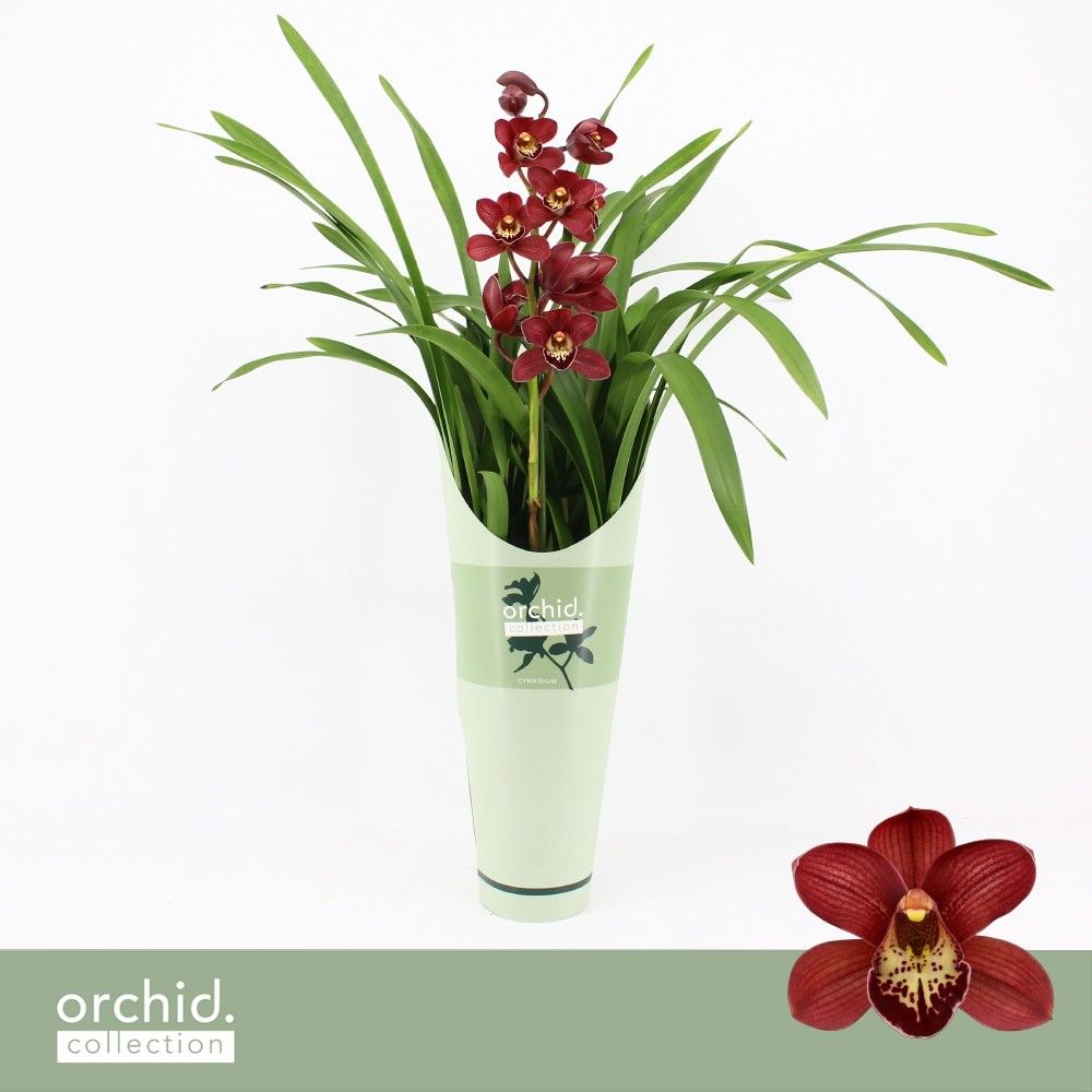 Cymbidium, Jolly Red 1-spike P14 'Orchid Collection' Potcover, D 14