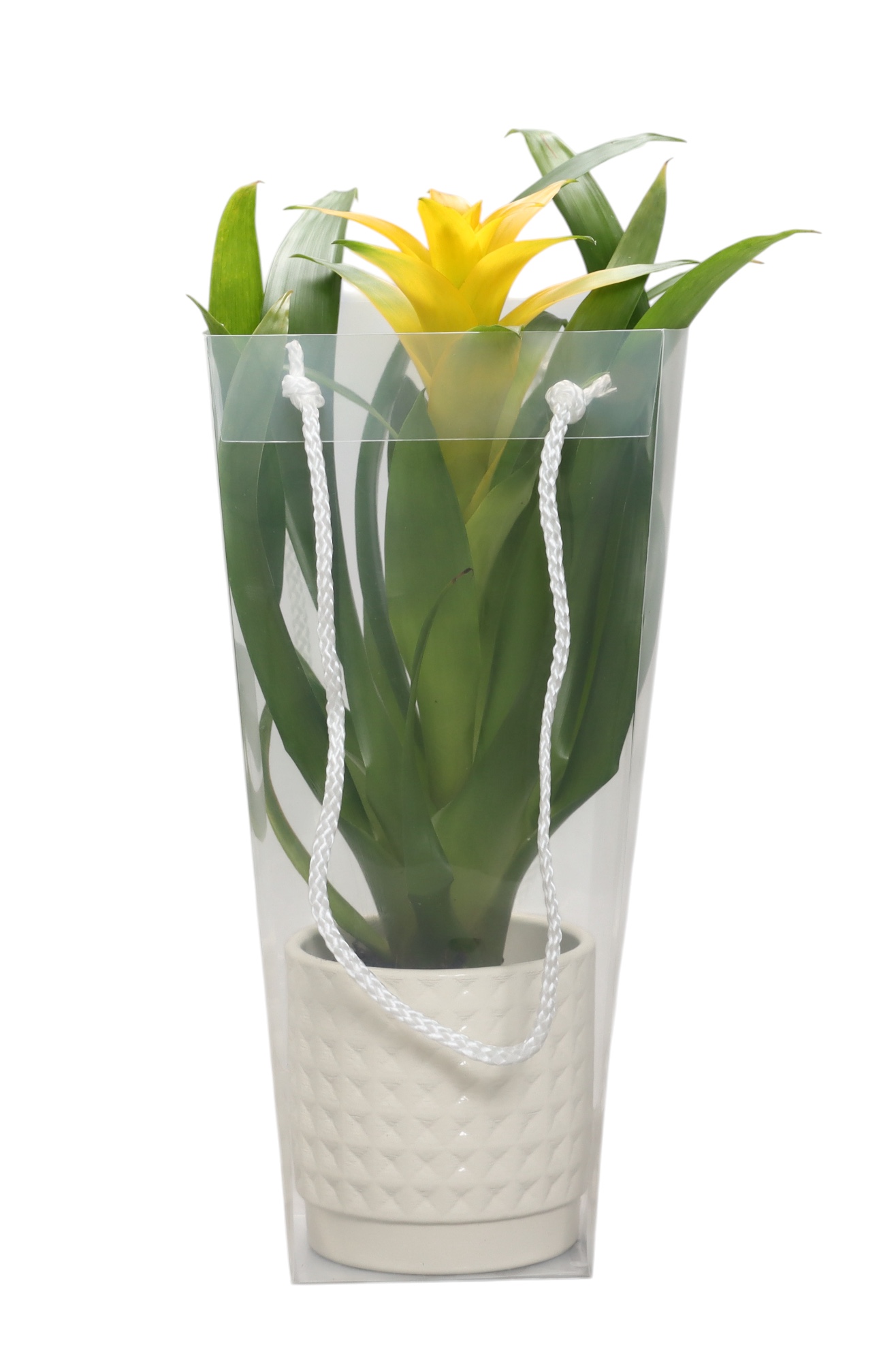 Guzmania Desire in wit ruit keramiek in blanco draagtas, D 10