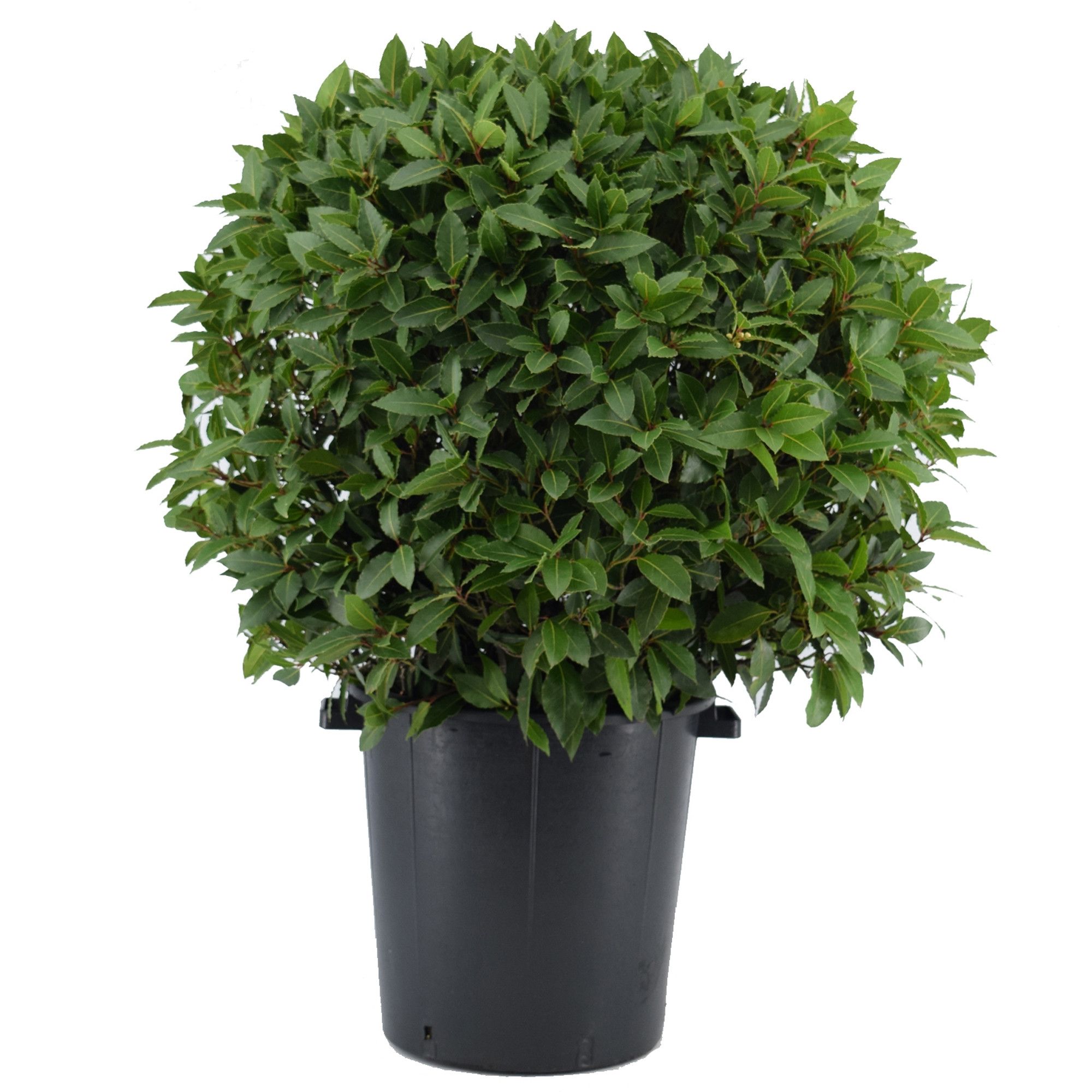 Laurus nobilis Bol zonder stam, D 40