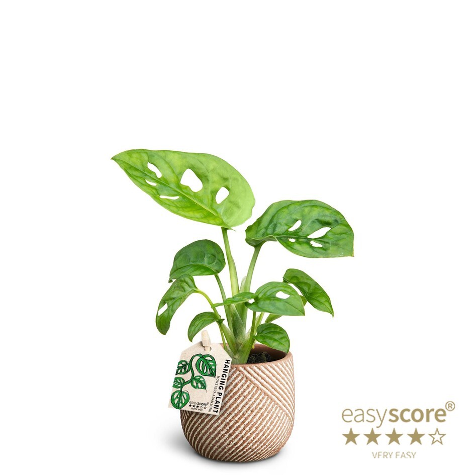 Grove Nougat, Monstera Adansonii, D 7