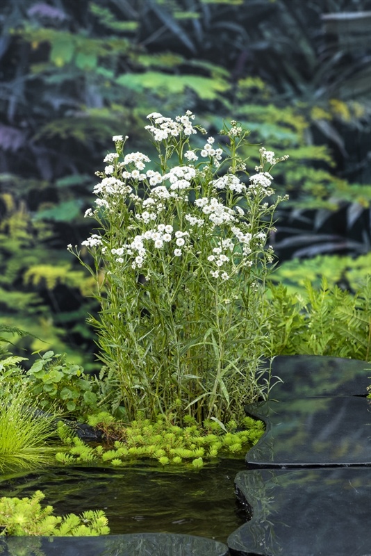Achillea ptarmica, D 9