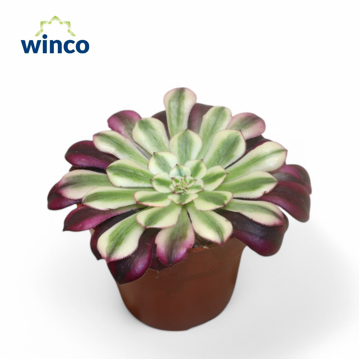 Aeonium Red Copper, D 8,5