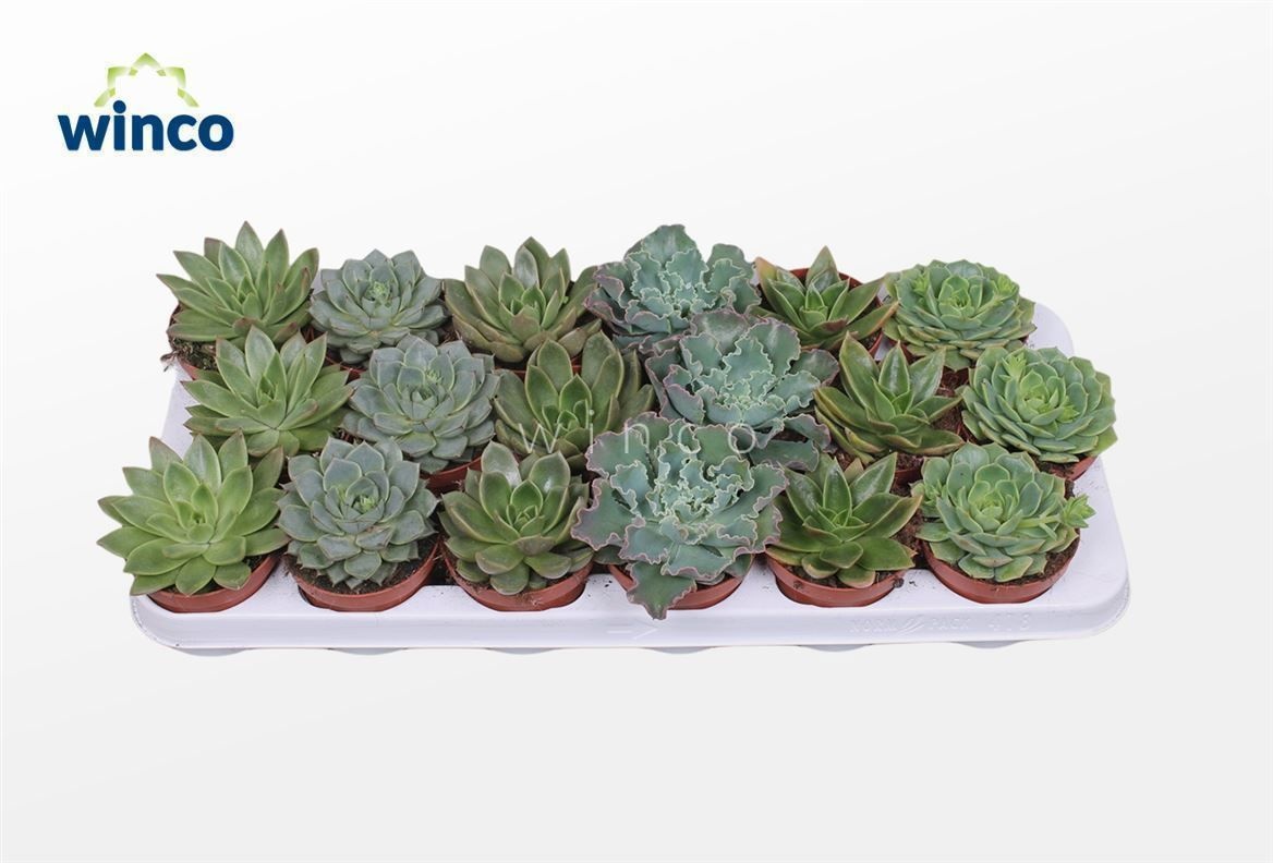 Echeveria Green Mix (6 Spcs.), D 8,5