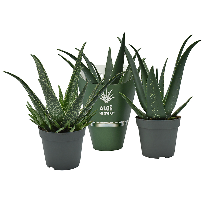 Aloe MEDIVERA® mix, D 14