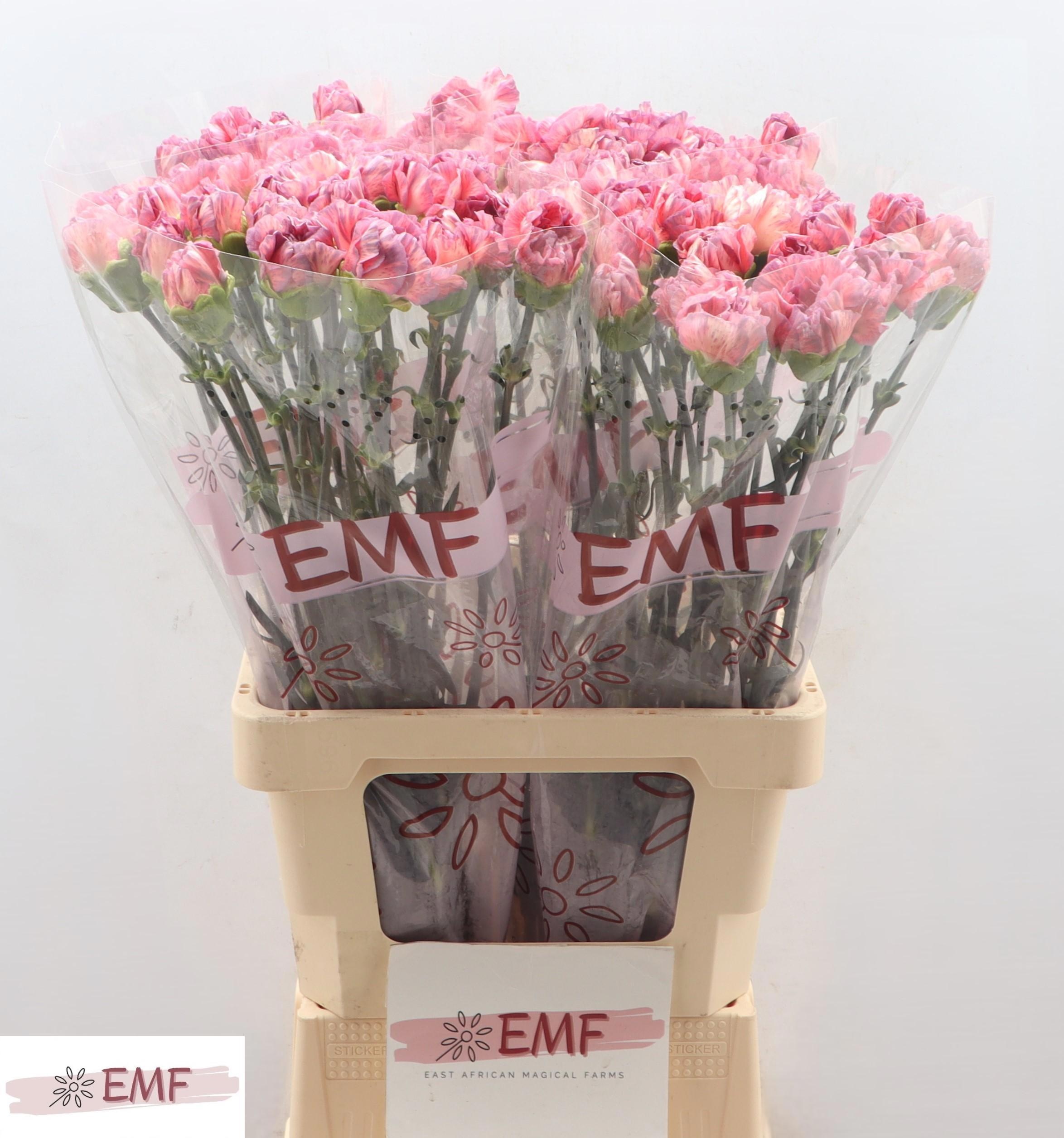 Диантус од. Окасо+, шт. Диантус од. Окасо+, шт.