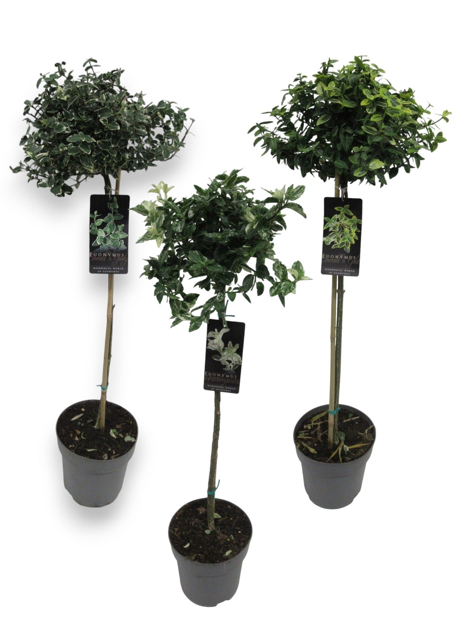 Euonymus mix CC 60cm stam C4/P21, D 21