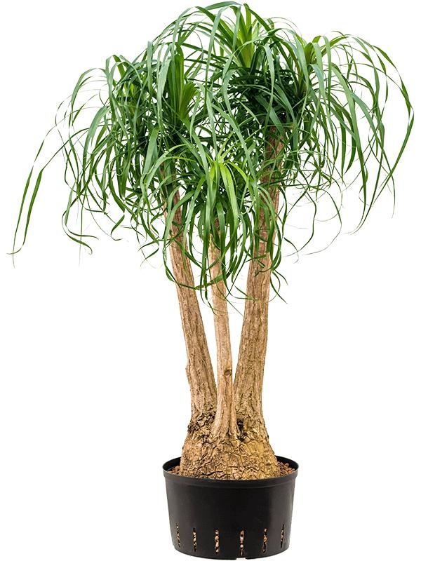 Beaucarnea recurvata, D 32