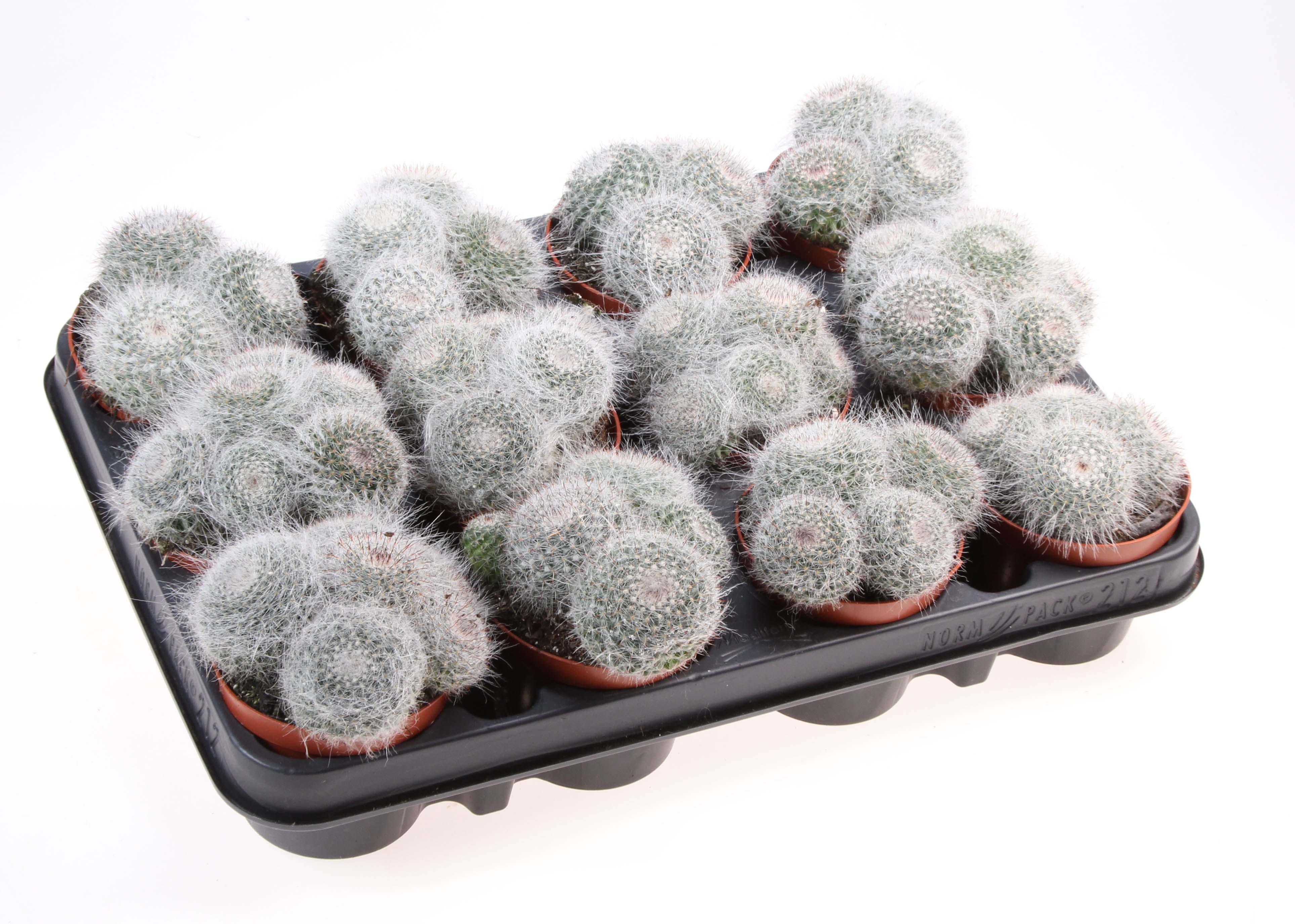 Mammillaria hahniana, D 8,5