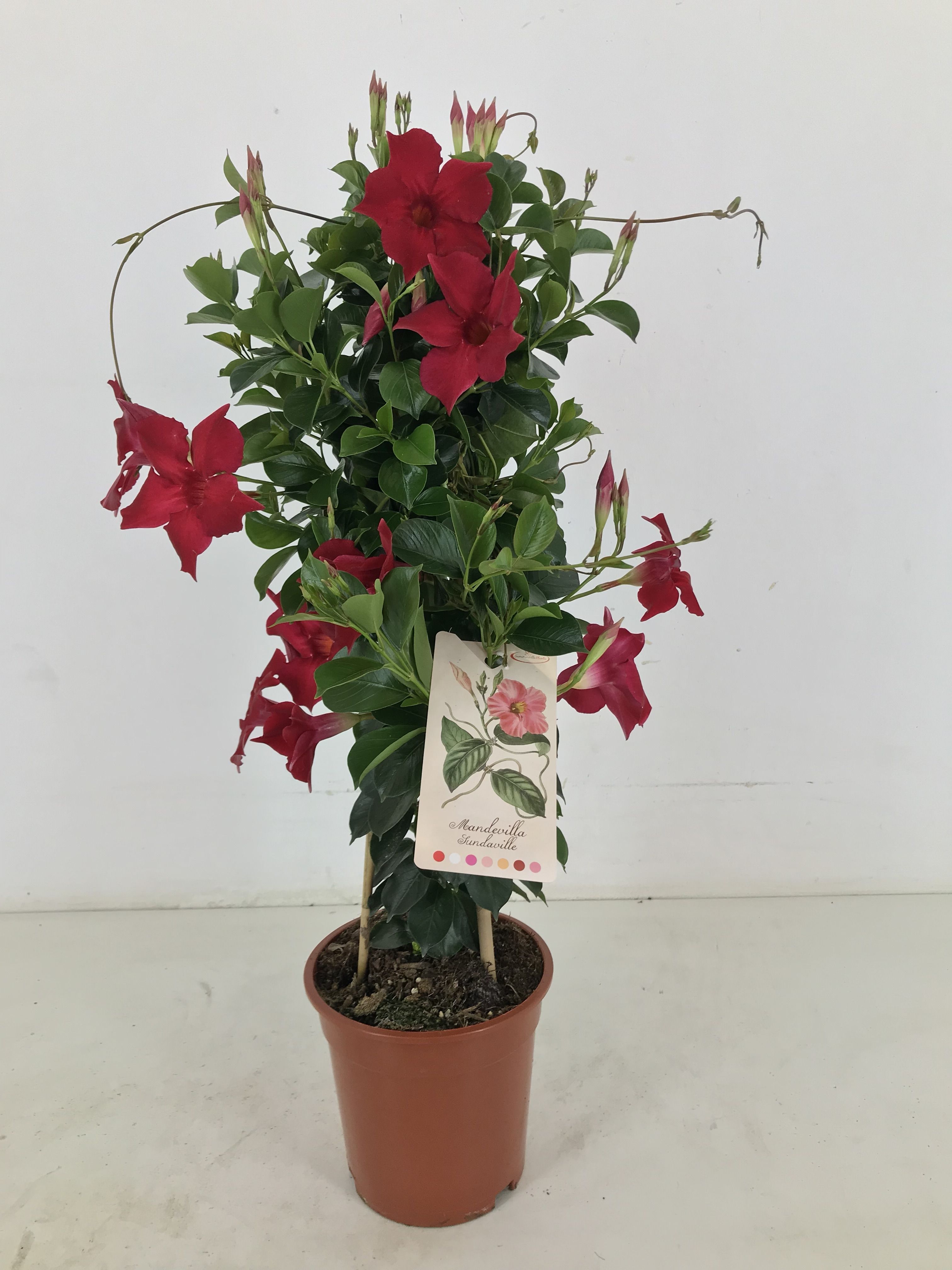 p17 Sundaville red pyramide, D 17