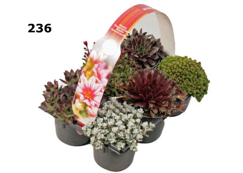 Rotsplanten 9 cm 6-PACK afname per laag per laag, D 9 cm Rotsplanten 9 cm 6-PACK afname per laag per laag, D 9 cm