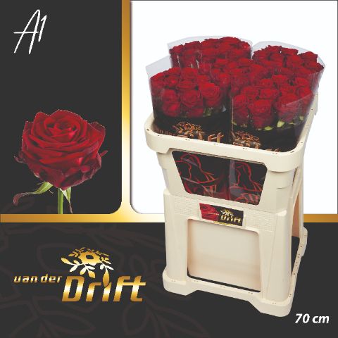 Роза од. Рэд Наоми 70, шт.