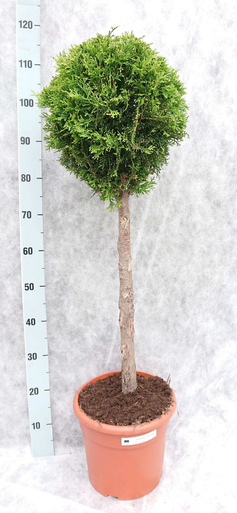 Thuja occ. Smaragd Op Stam 110, D 26