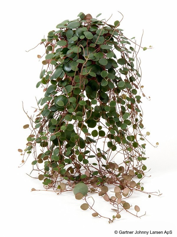 PEPEROMIA-HYBRID 'PEPPERSPOT', D 11 cm