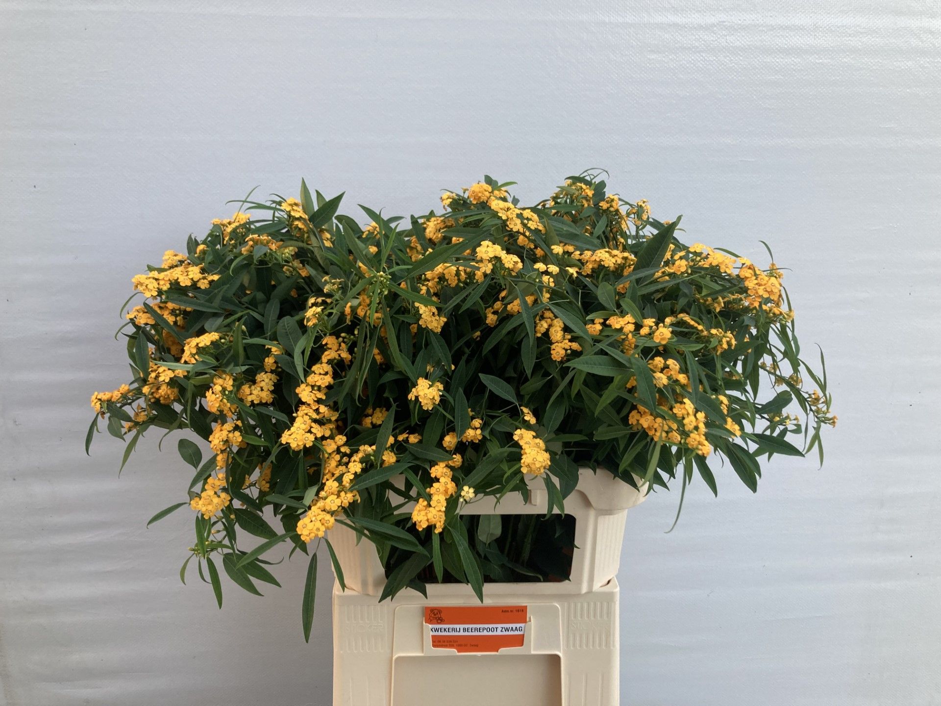 Эуфорбия куст. Крим Еллоу Ривер 80, шт.