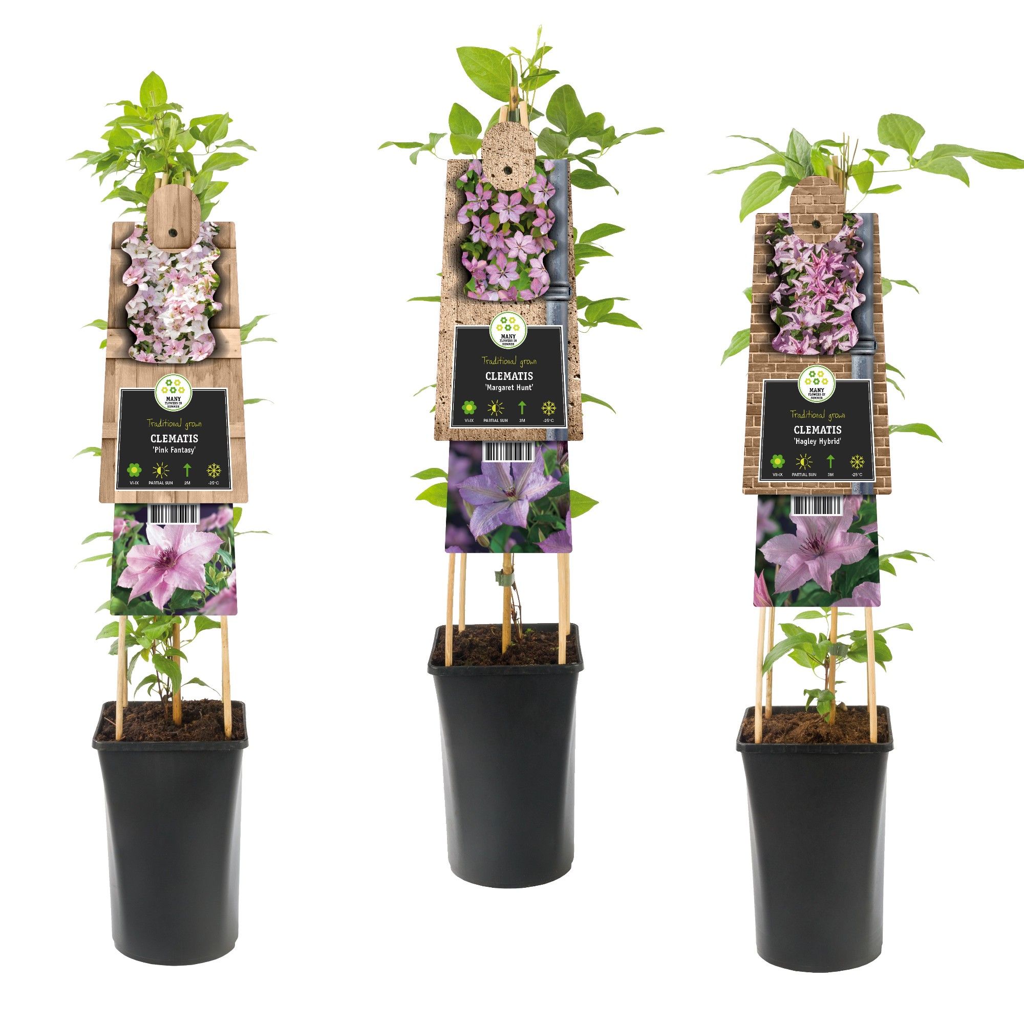 Mixshelf Clematis pink +3.0 label, D 17