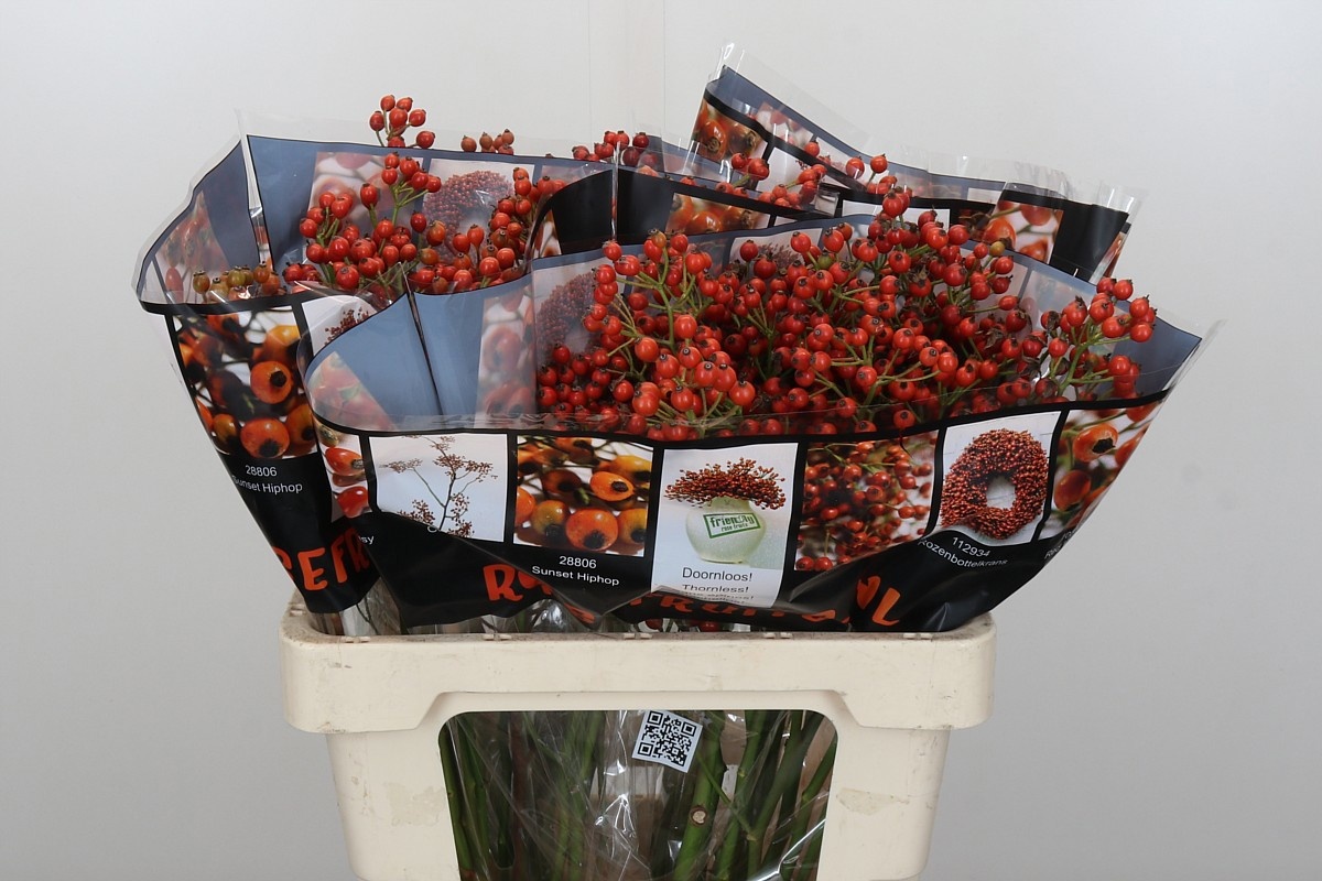 Рузботель Отем Роузфрутс 60, шт.