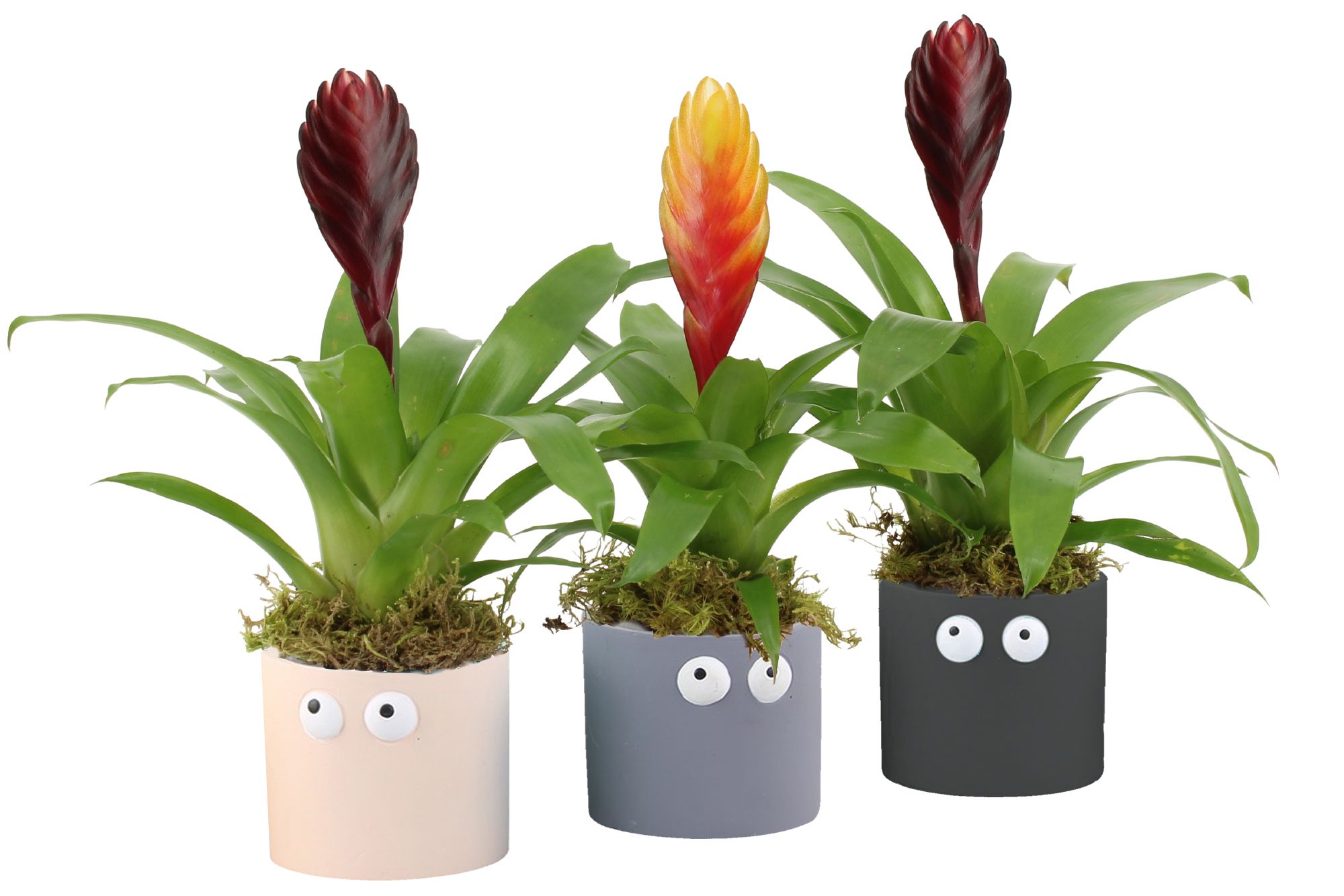 83084: Halloween arrangement, D 7,5 cm 83084: Halloween arrangement, D 7,5 cm