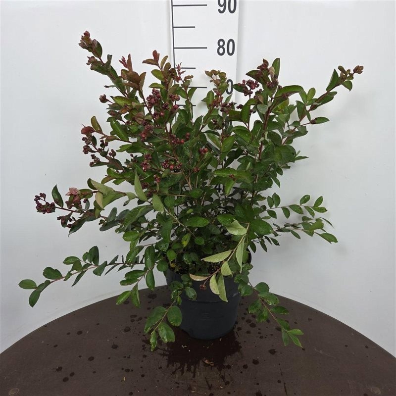 Lagerstroemia i. 'Petite Red', D 29