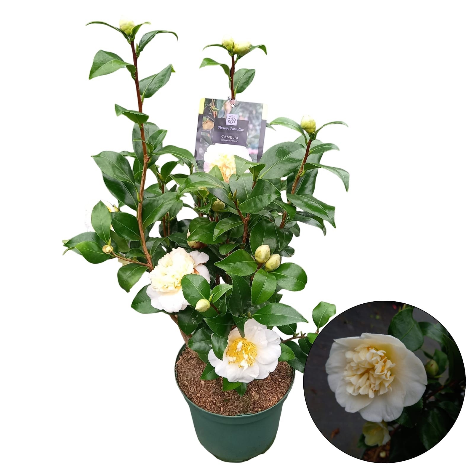 Camellia jap. 'Yellow', D 23