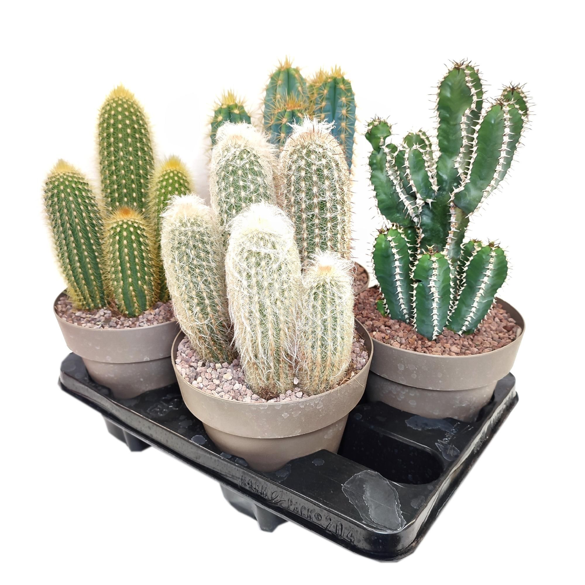 MIX COLUMN CACTUS POT Ø 16 - TRAY 4 PCS- (CACTUS), D 16