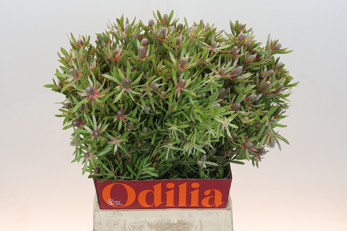 Леукадендрон Стар Перл 50, шт.