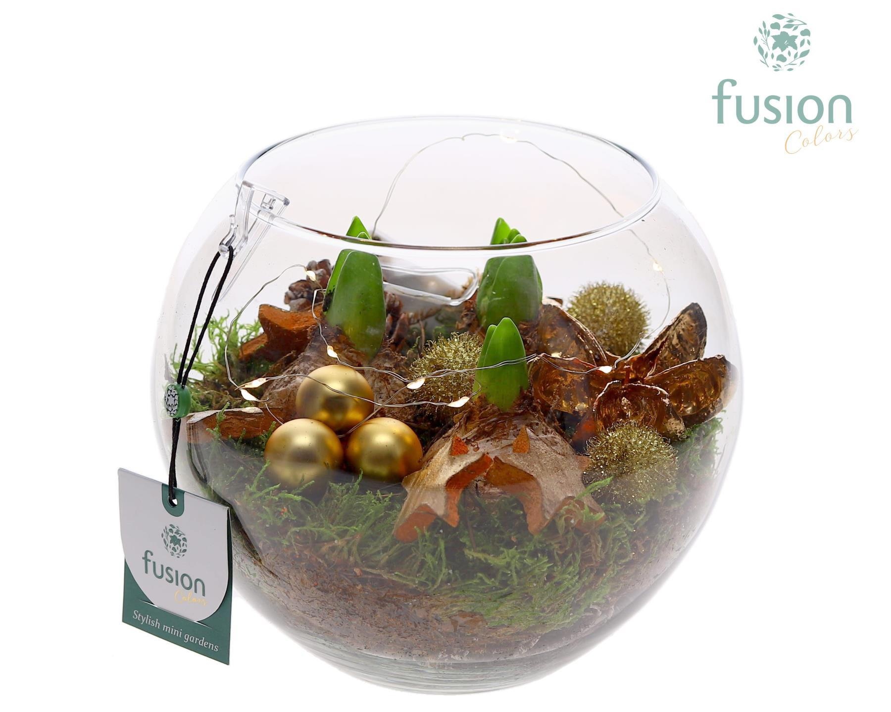 Glazen Vissenkom Kerst met Hyacinthus, D 19