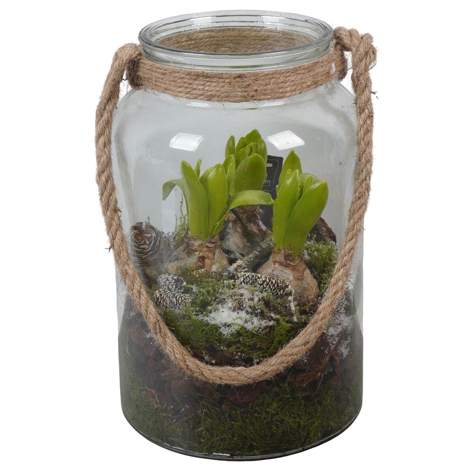 PTWH7699 Arrangement Winter Hyacint in glas vaas, D 16 cm