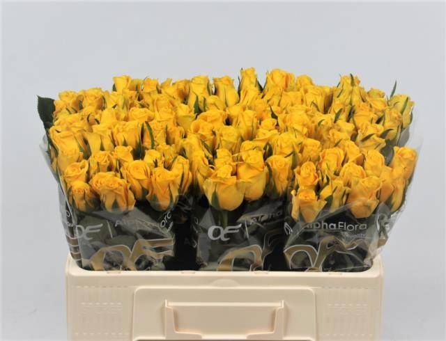 Роза од. Мунвок 50, шт.