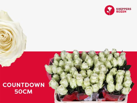 Роза од. Каунтдаун! 50, шт.
