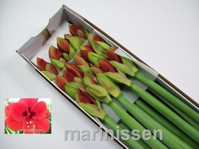 Амарилис Феррари (красн.) x15, шт.