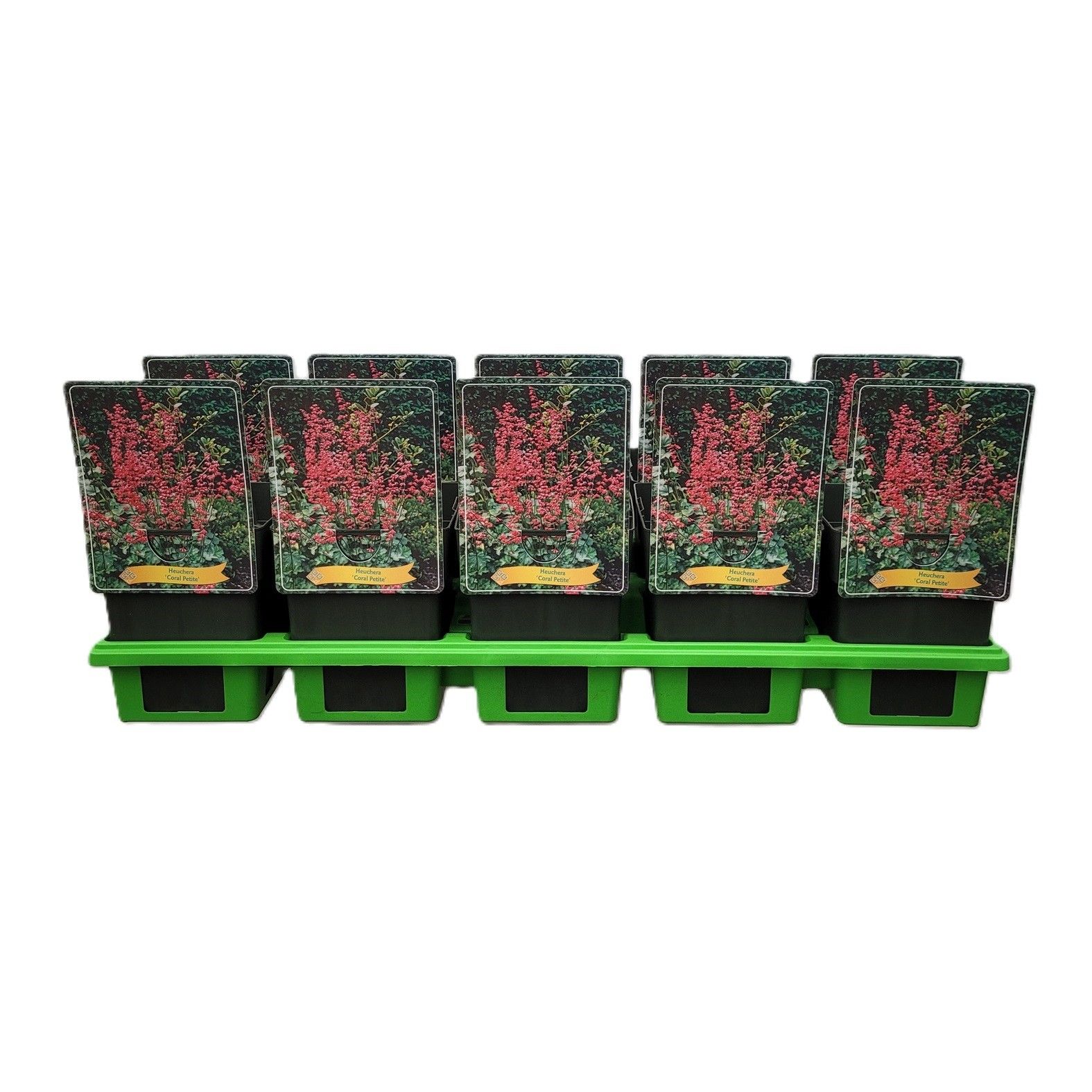 Heuchera 'Coral Petite' P11, D 11