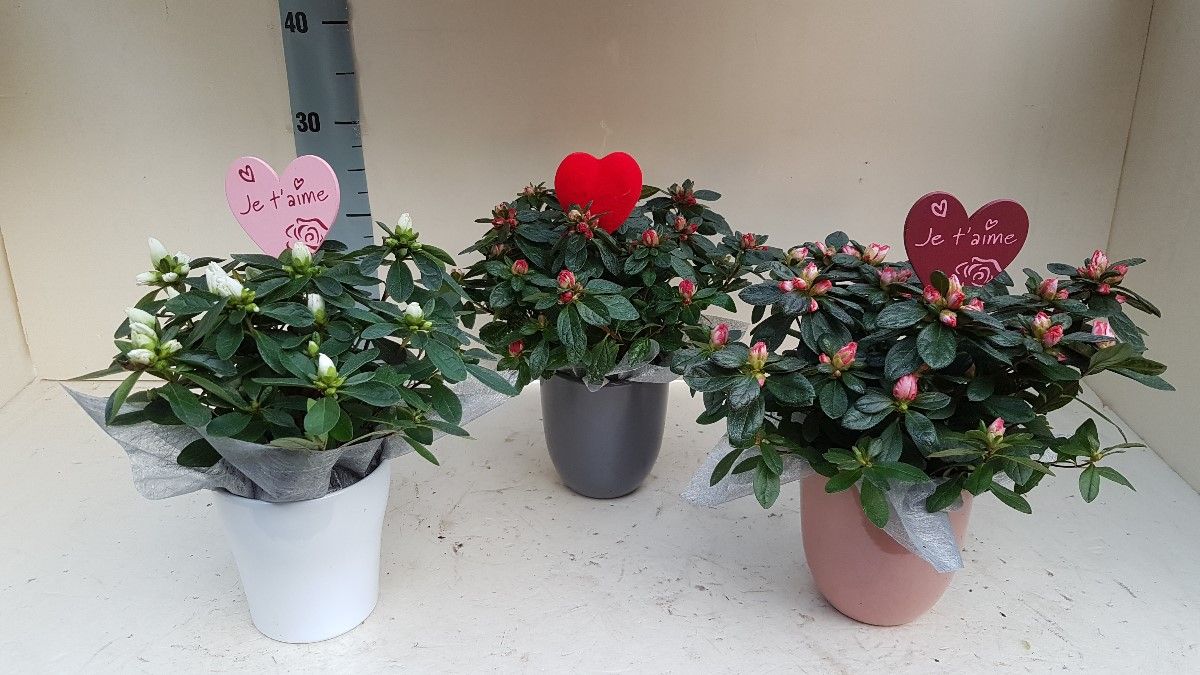 AZALEA VALENTIJN KERAMIEK 25 CM, D 12