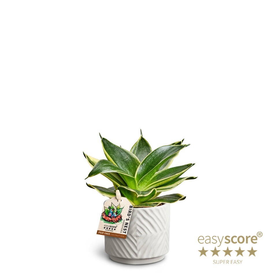 SANSEVIERIA TRIFASCIATA 40633325 Dune 'HAHNII', D 7 cm