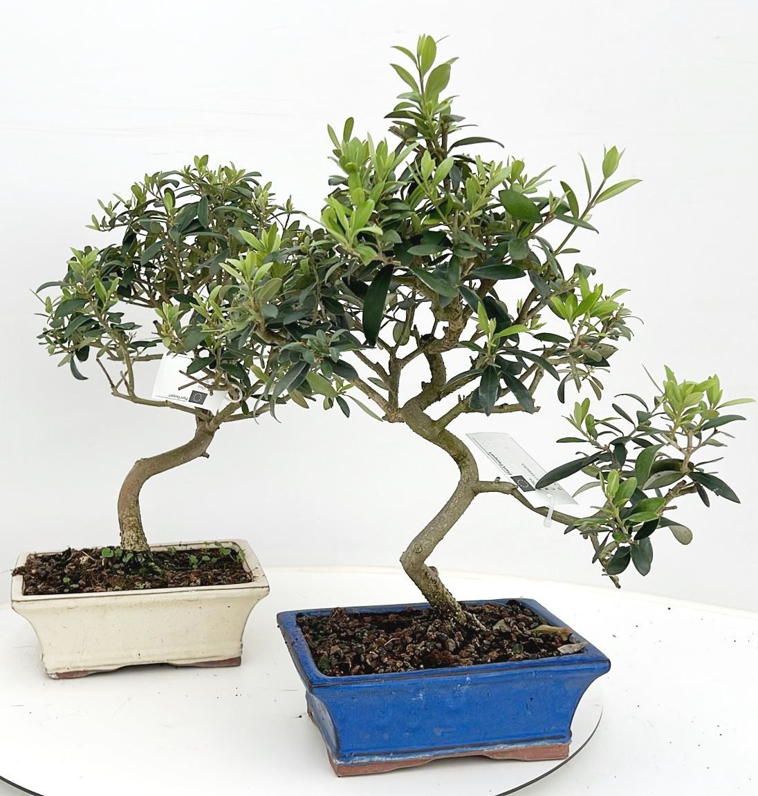 Olea europaea, pot 20 cm., D 20
