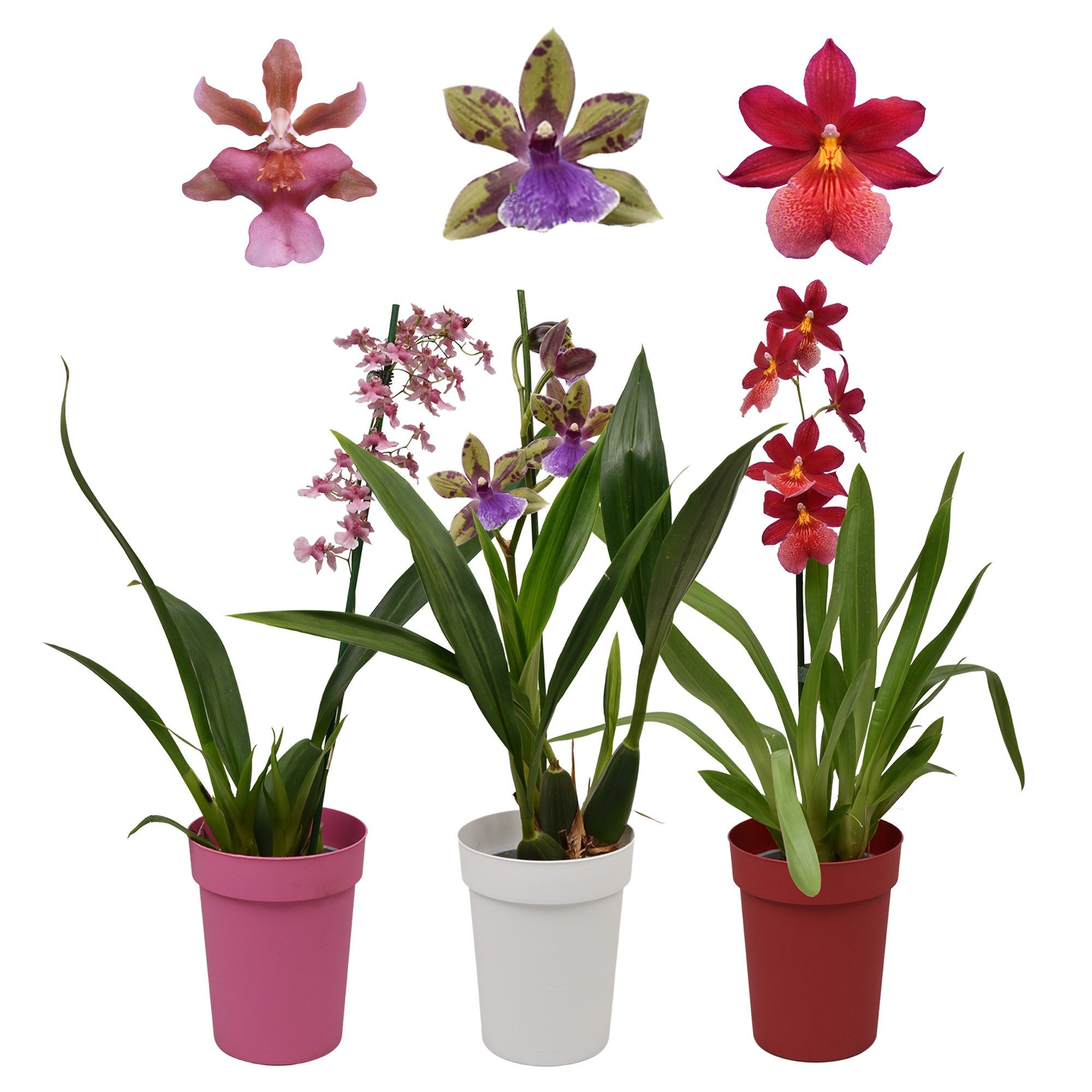 Orchideeën mix 1 tak met witte, rode en roze kunstof pot, D 12