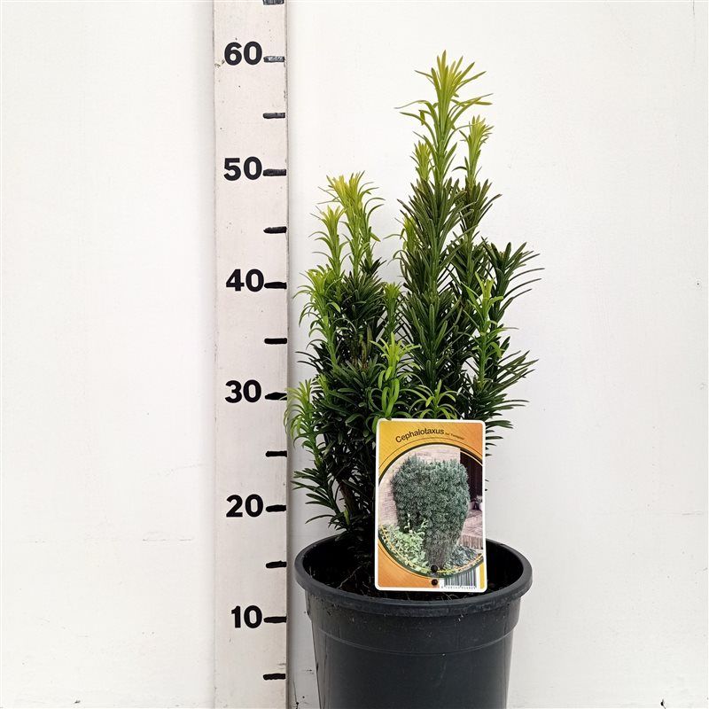 Cephalotaxus ha. 'Fastigiata', D 19 cm
