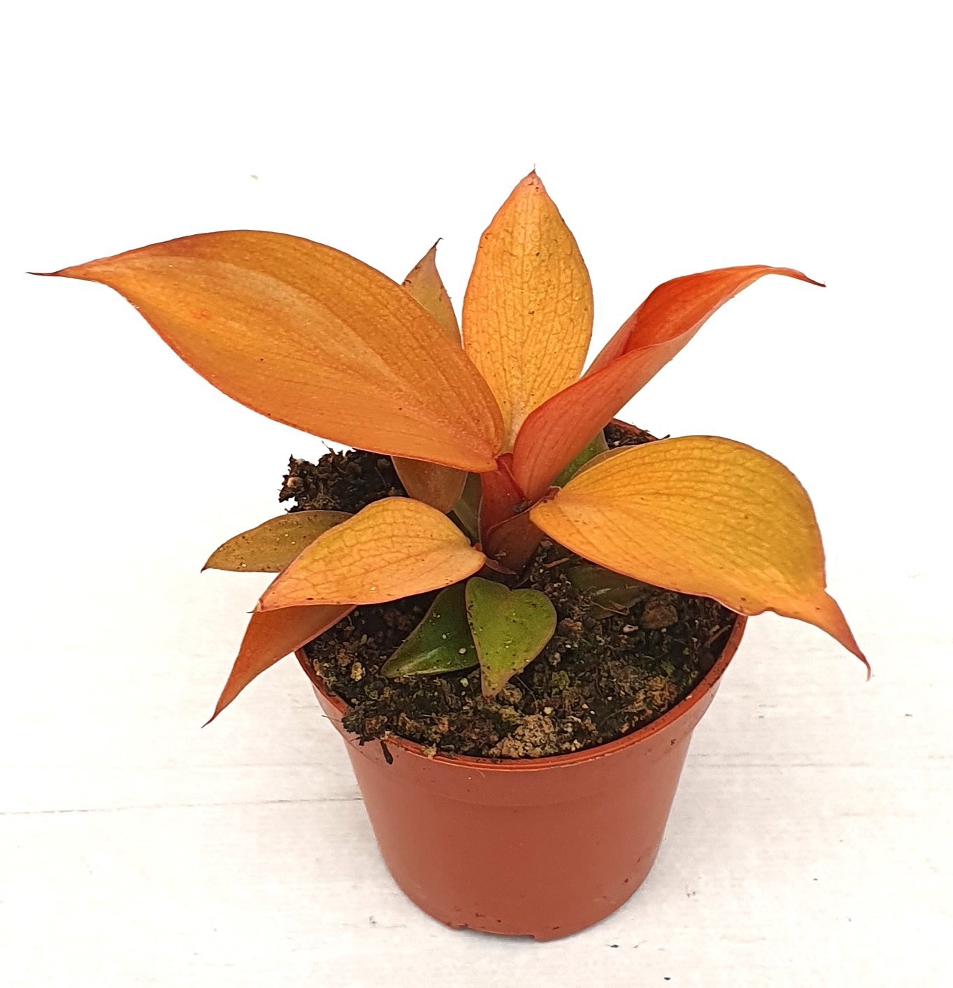 Philodendron 'Mccolleys finale', D 5,5