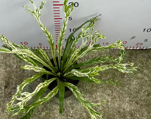 Асплениум нидус вариегатный 11 20