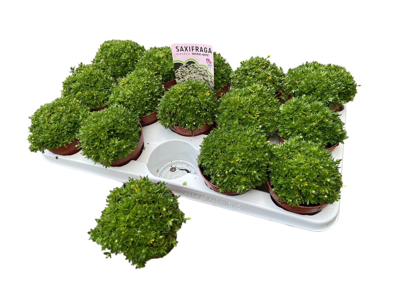 Saxifraga ice colours wit, D 10