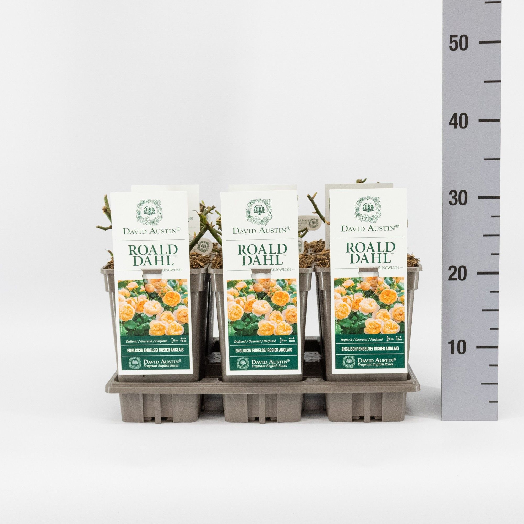 Rosa (Aus) Roald Dahl ®, C3, D 17