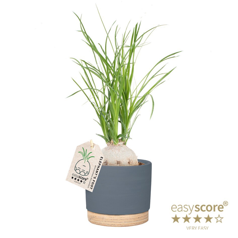 BEAUCARNEA RECURVATA 41103085 WB Blue Beaucarnea, D 12