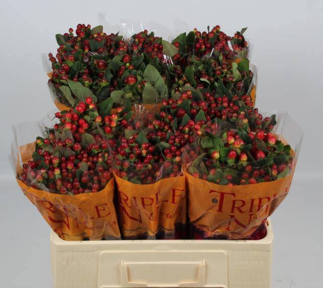 Гипперикум Мэджикал Микс 60, шт.