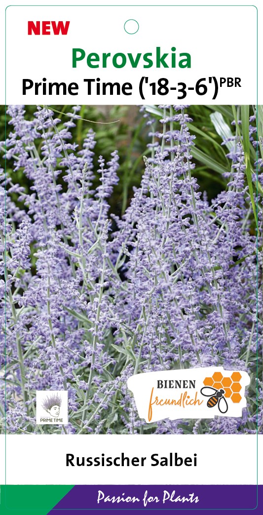 Perovskia atr. 'Prime Time' BüC5, D 23 cm