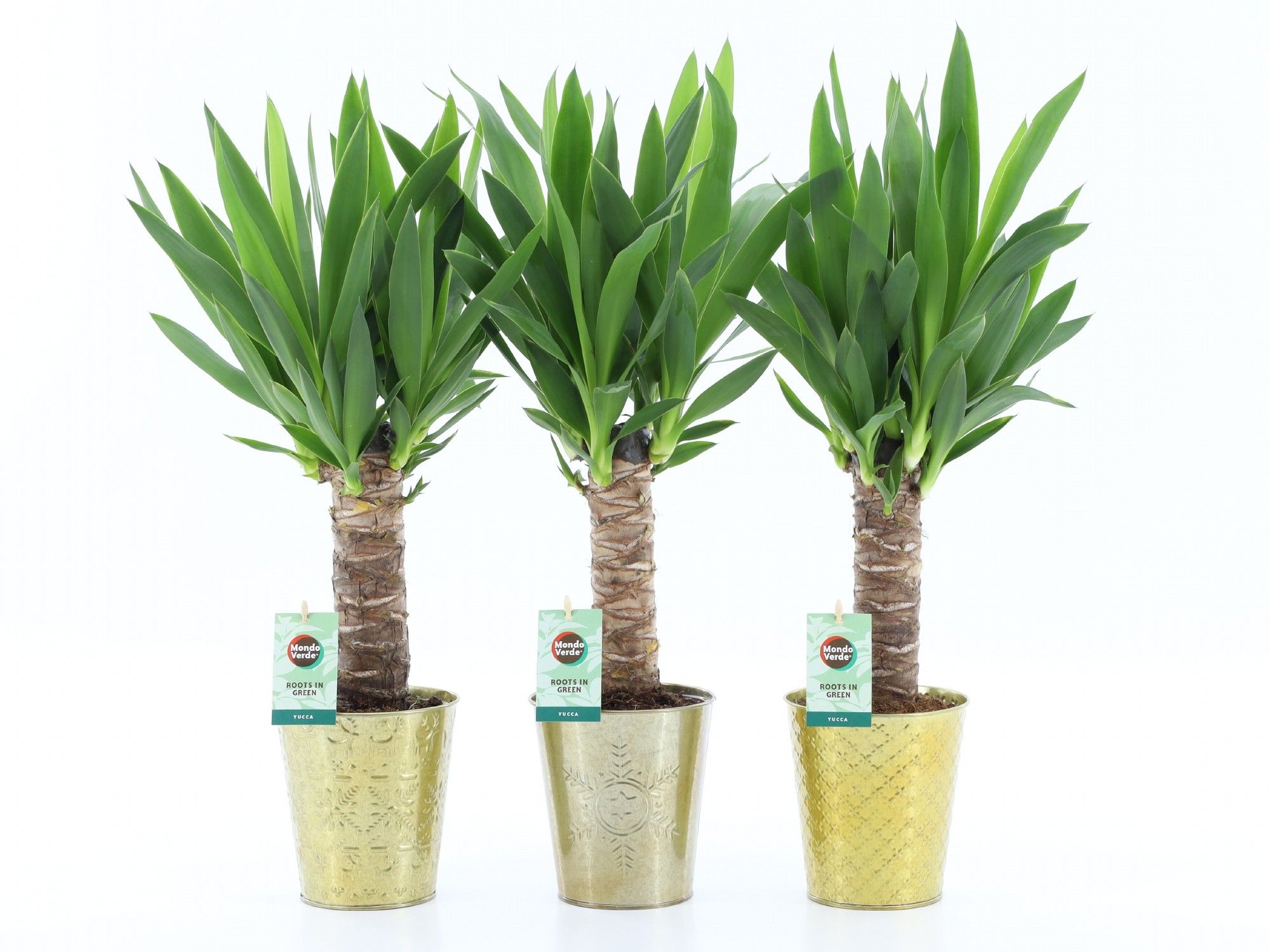 Yucca 25cm Hout 3+ kop in Golden Christmas, D 13