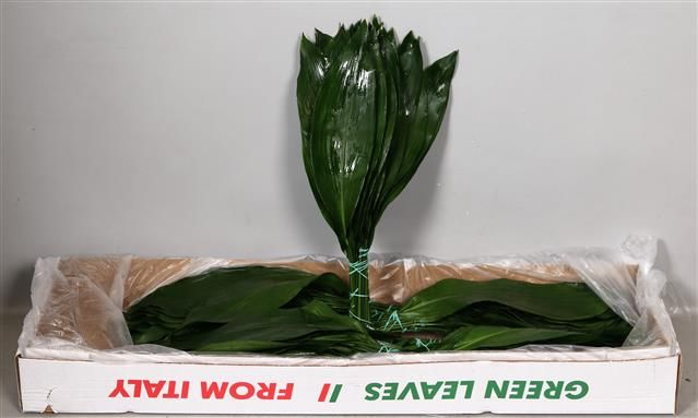 Аспидистра Элатиор 50, шт.